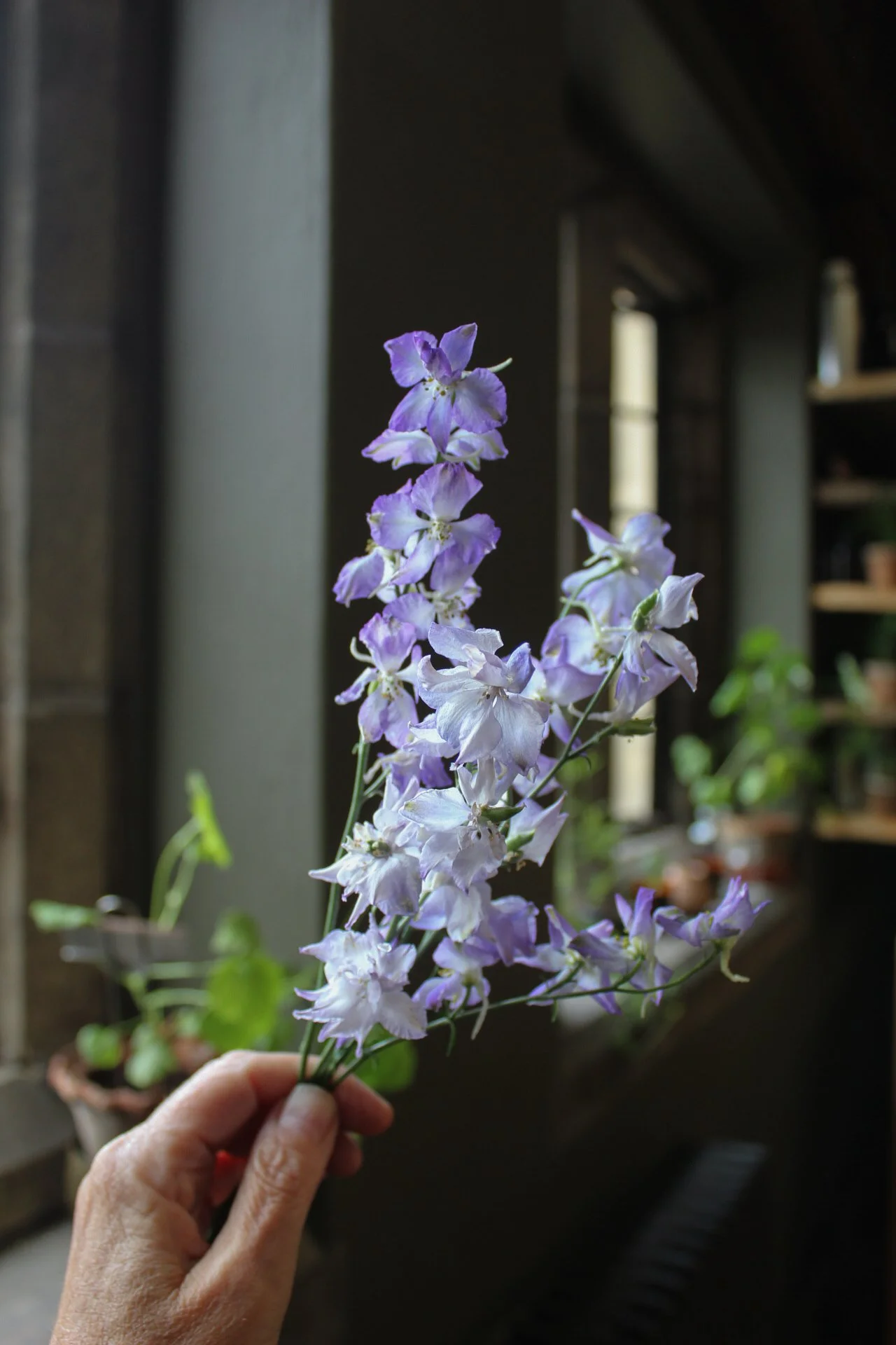 Larkspur Frosted Skies cut flowers with soft lavender-blue and white blooms. The Wild Potager Co.