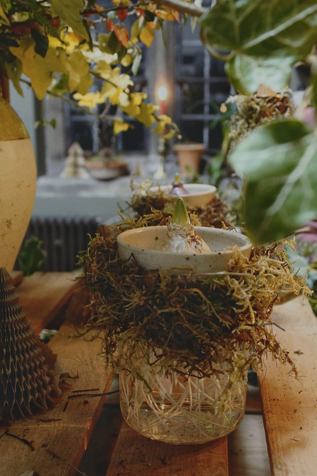 Decorative arrangement with small bowls, dried moss, and plants on a wooden table.