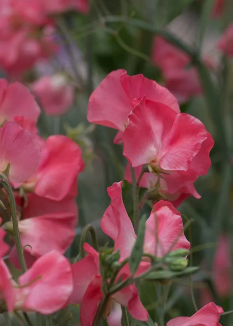 Sweet Pea Valerie Harrod