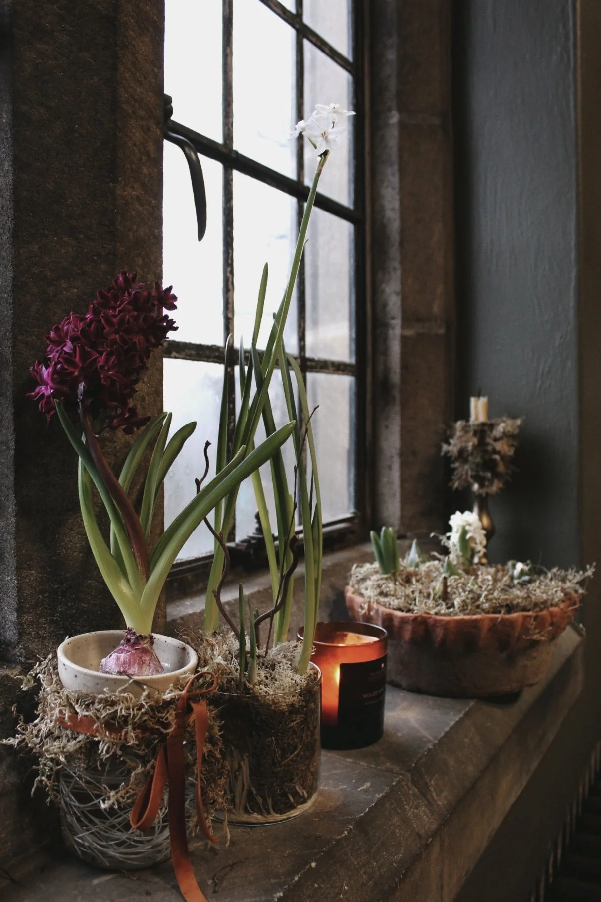 Hyacinth growing in a ceramic bulb forcer over a glass vase, with spring bulbs planted in terracotta pots beside it.