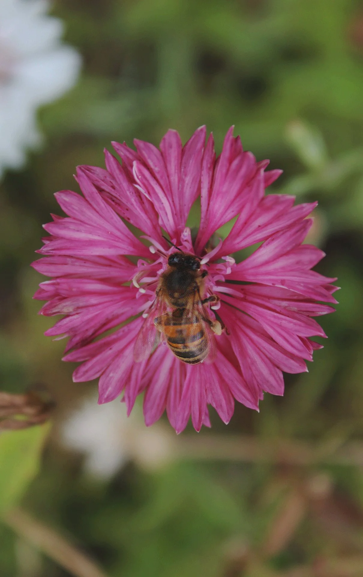 Close-up of a pink Cornflower Classic Romantic bloom.