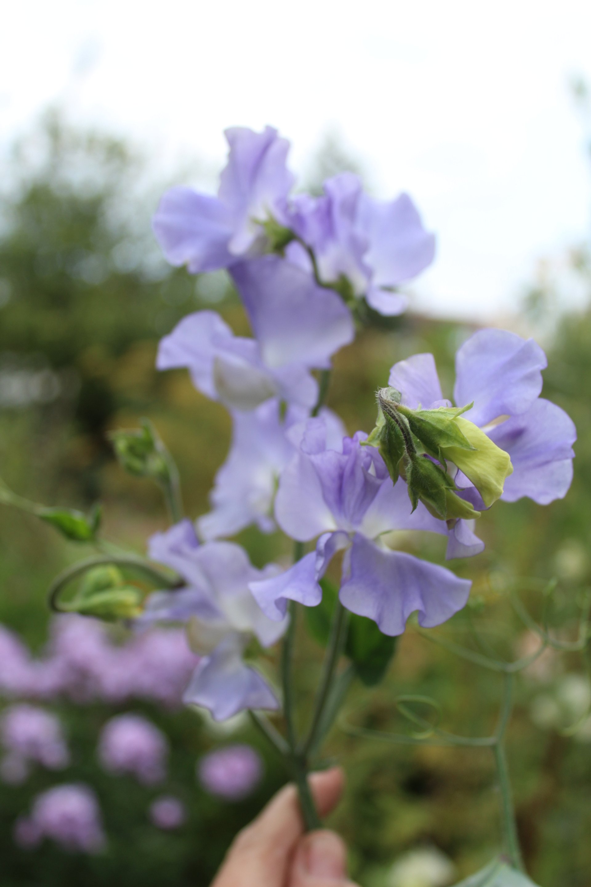 Pale lavender Alison Louise sweet pea flowers blooming in the summer garden, with a hand holding a freshly picked stem.