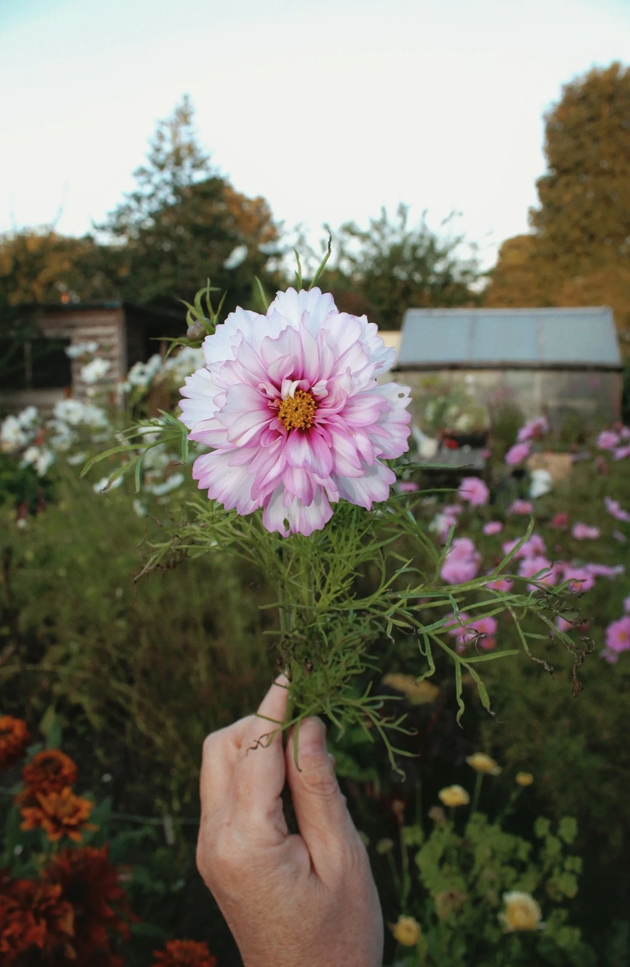 A blush pink Cosmos Double Click Bicolour Rose flower photographed growing in the garden.