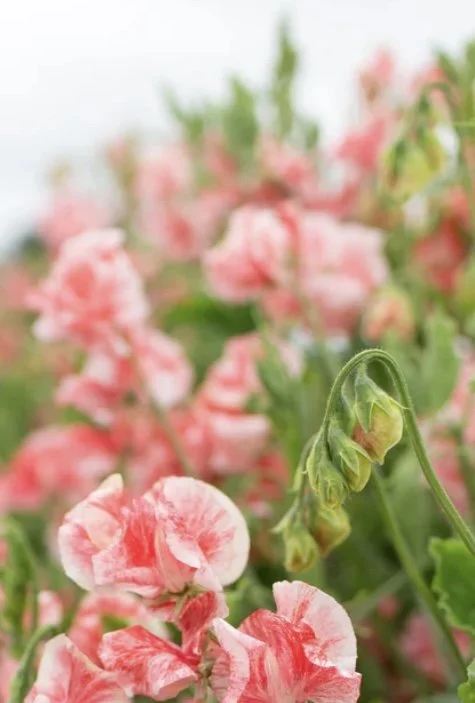 Sweet Pea Geoff Hughes flowers with coral pink and cream petals, photographed in the garden, The Wild Potager Co.