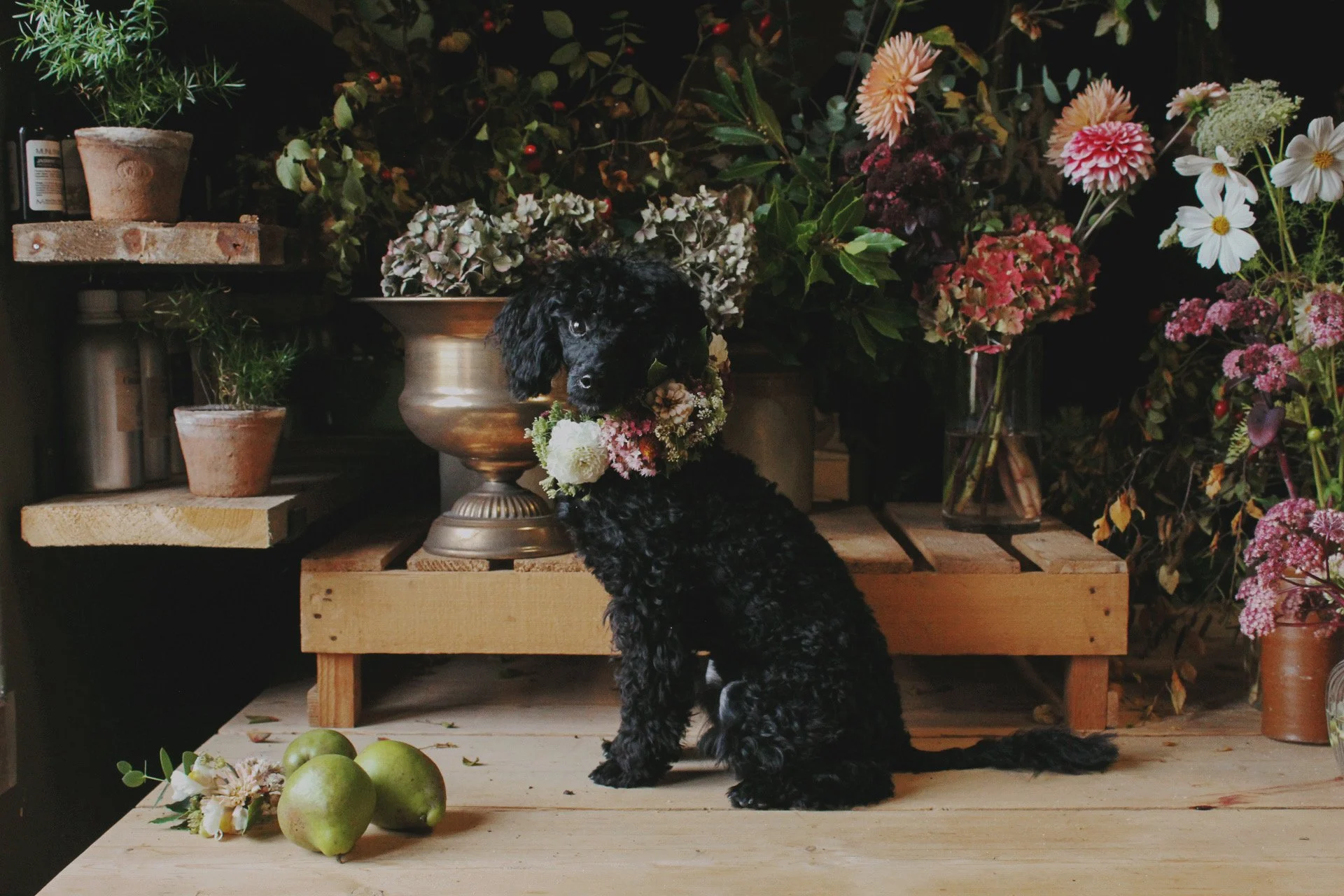 A black curly-furred puppy wearing a wedding, floral dog collar, sitting in front of a wooden table with green apples and a small bouquet of flowers on the floor, surrounded by an array of colorful flowers and potted plants in a garden setting.