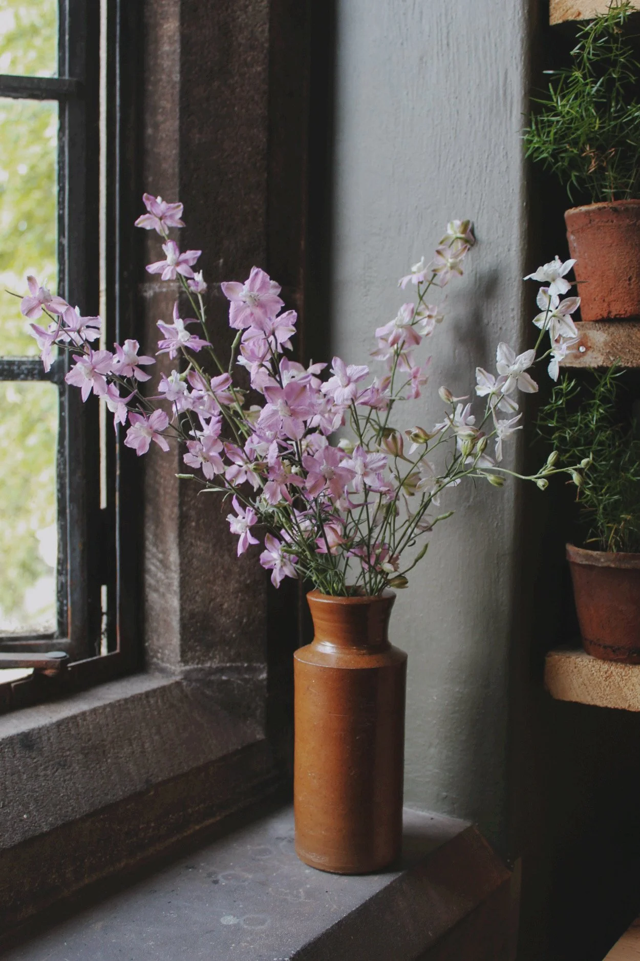 Soft lilac-blush Larkspur Fancy Belladonna flowers arranged in a tall terracotta vase beside a garden window.
