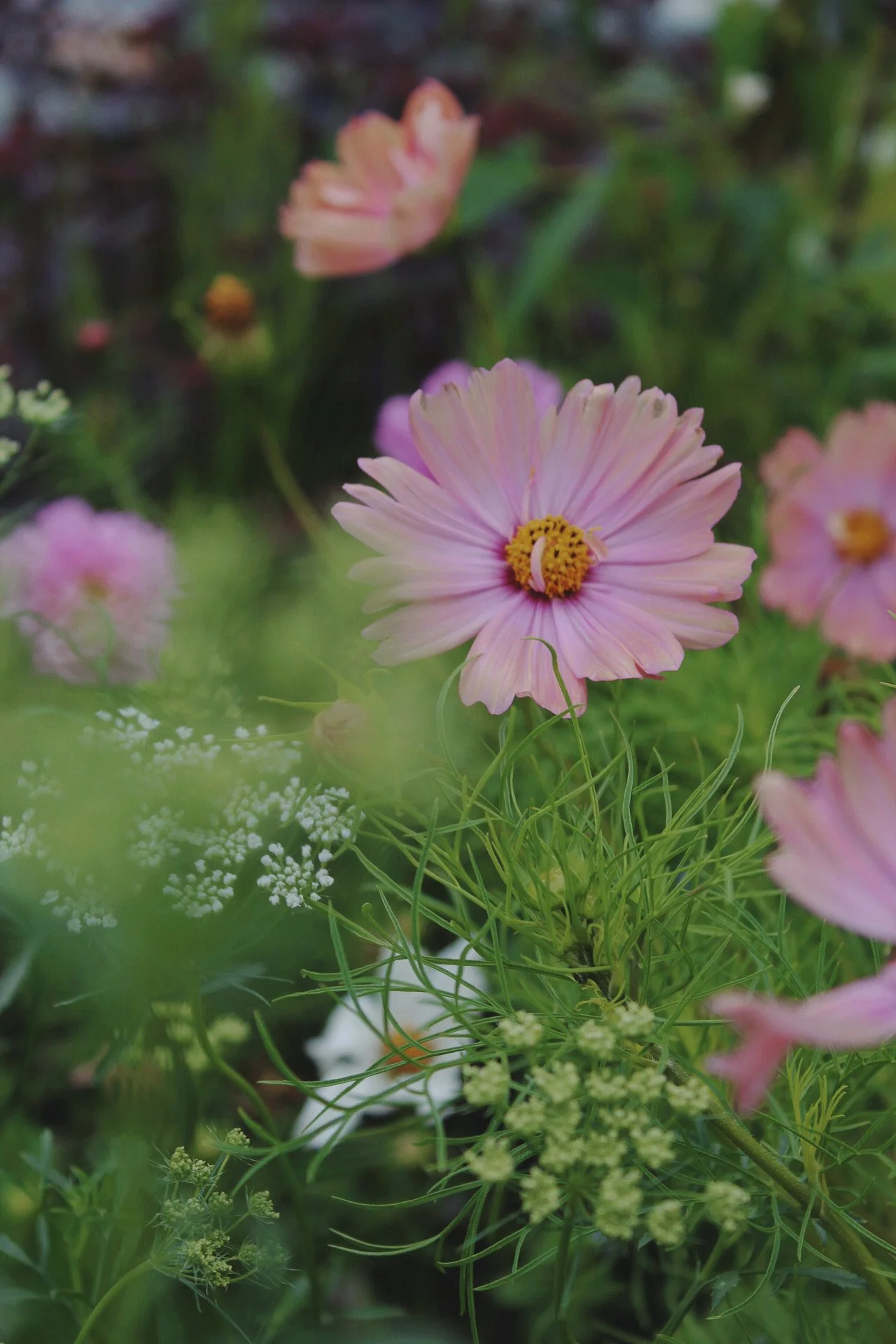Single soft apricot Cosmos Apricotta flower growing among green garden foliage.