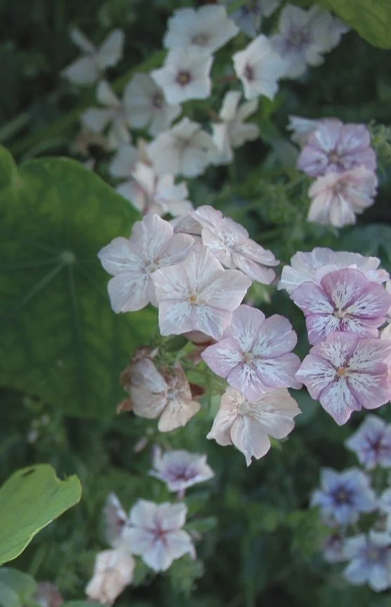 Phlox Drummondii Creme Brûlée flowering in delicate coffee, lavender, cream and soft blush tones, with intricate veining across the petals and lush green foliage in the garden at The Wild Potager Co.