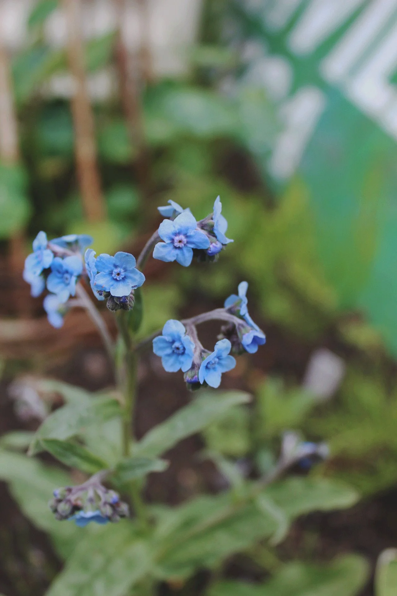 Delicate sky blue Cynoglossum Firmament flowers on fine branching stems, photographed growing in the garden.