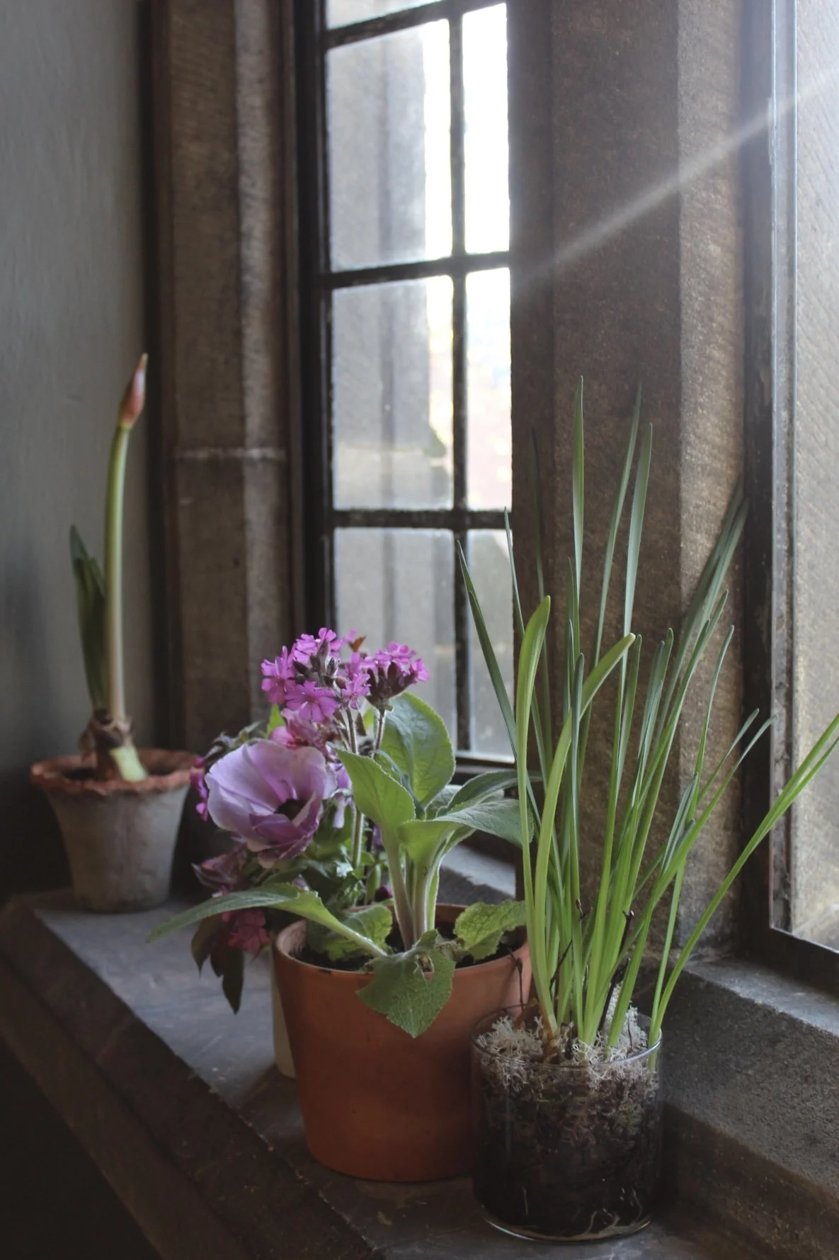 Potted seasonal plants arranged beside the studio window