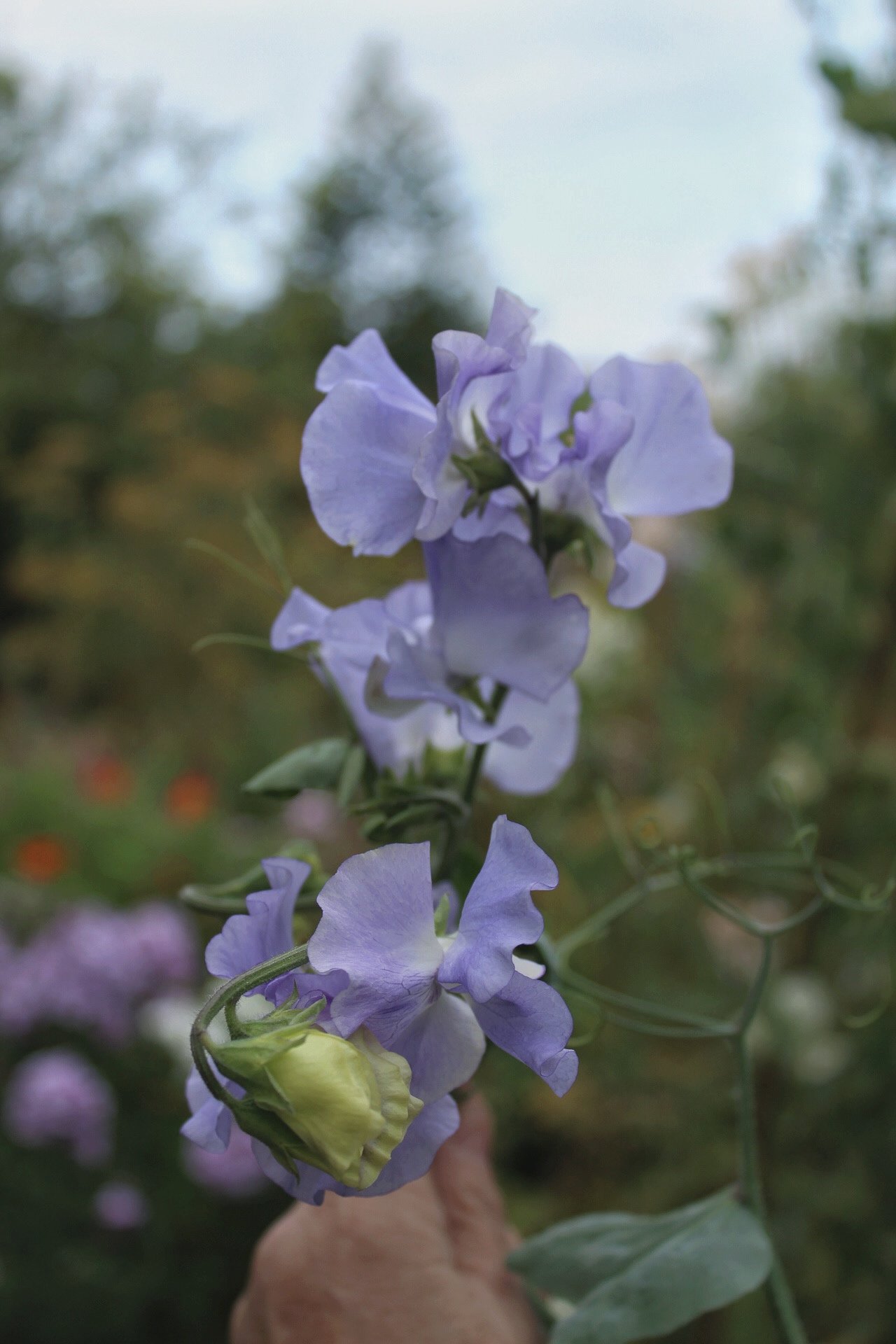 IMG_8301.jpeg