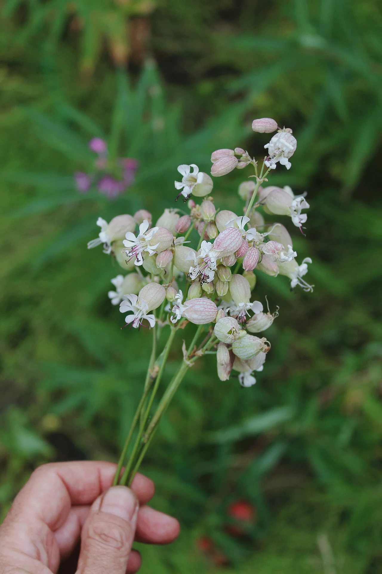 The-Wild-Potager-Co-Silene-from-the-Potager-Flowers