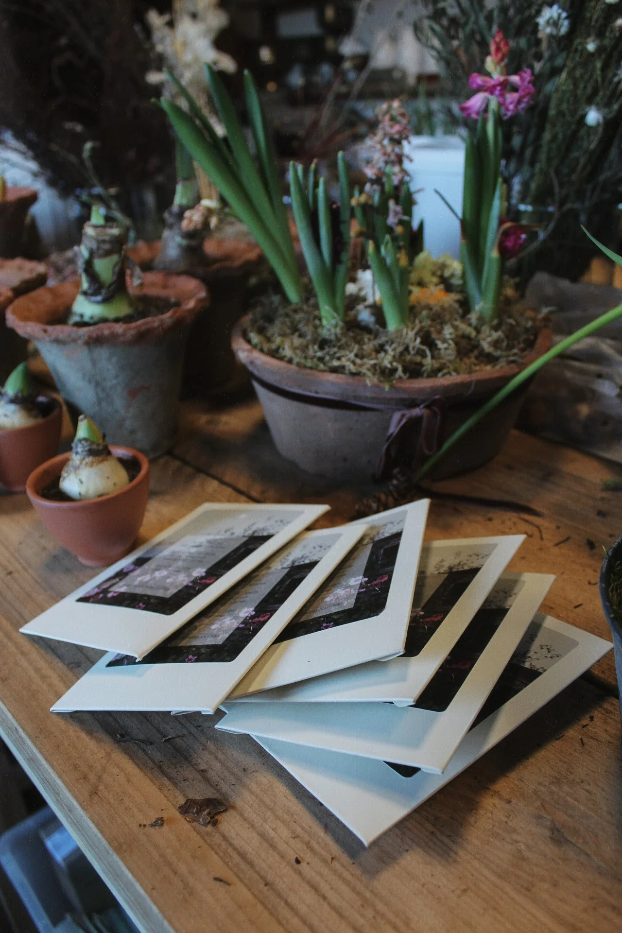 Sweet pea seeds and seed packets arranged on the studio worktable