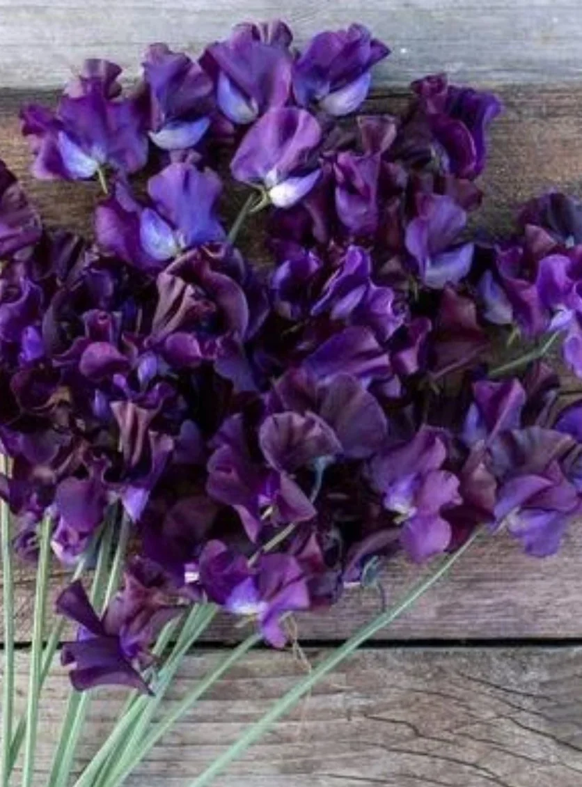 Sweet Pea Just Jenny