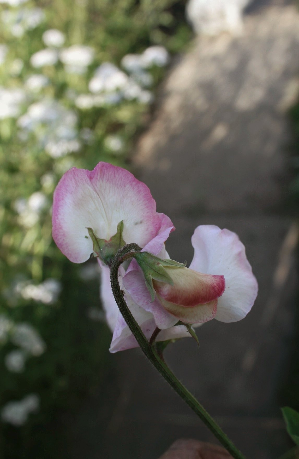 IMG_8441.jpeg