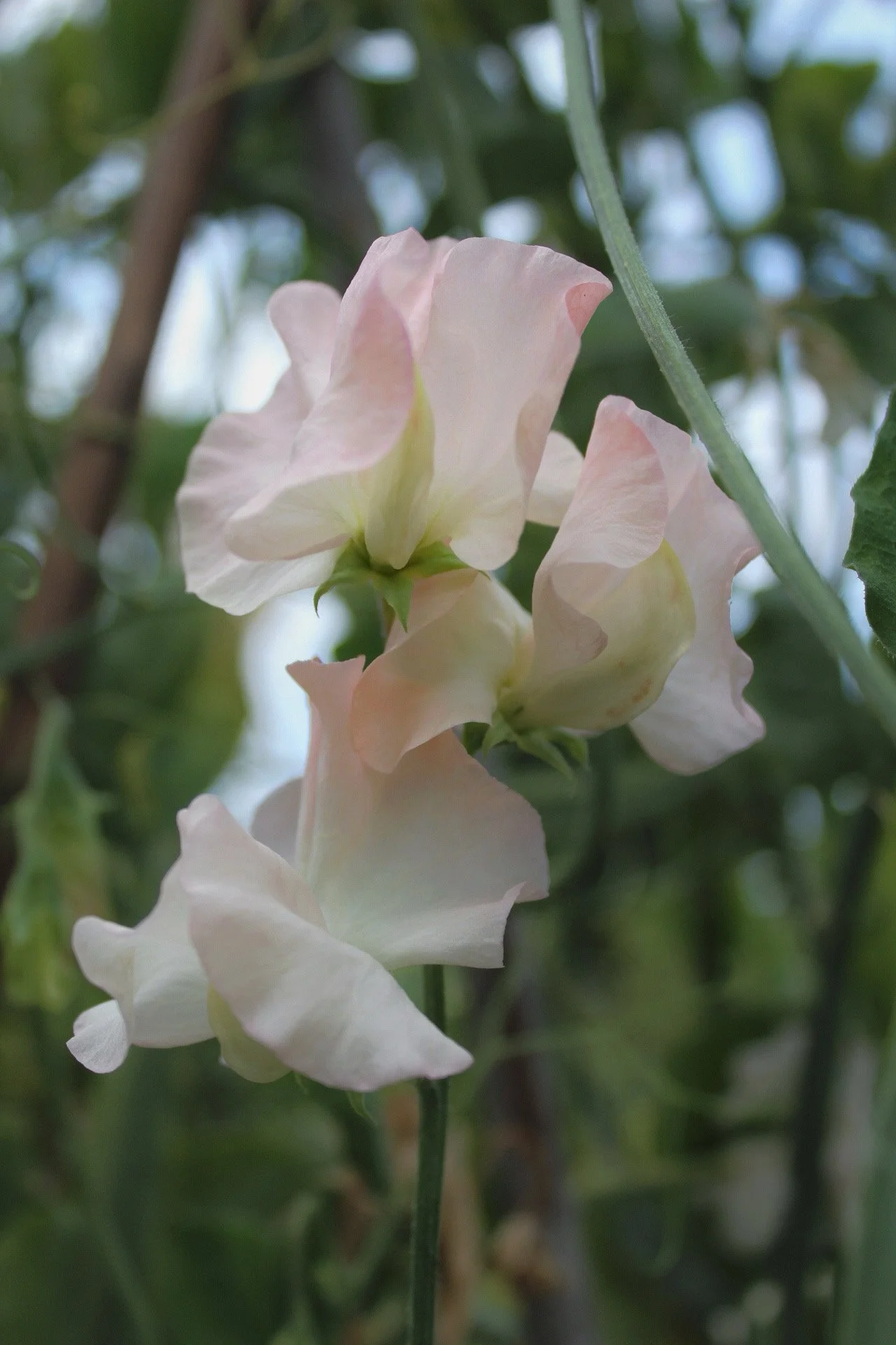 Creamy white Sweet Pea Monarchs Diamond flowers with delicate pink edges, gathered in a loose bunch against a pale background, The Wild Potager Co.