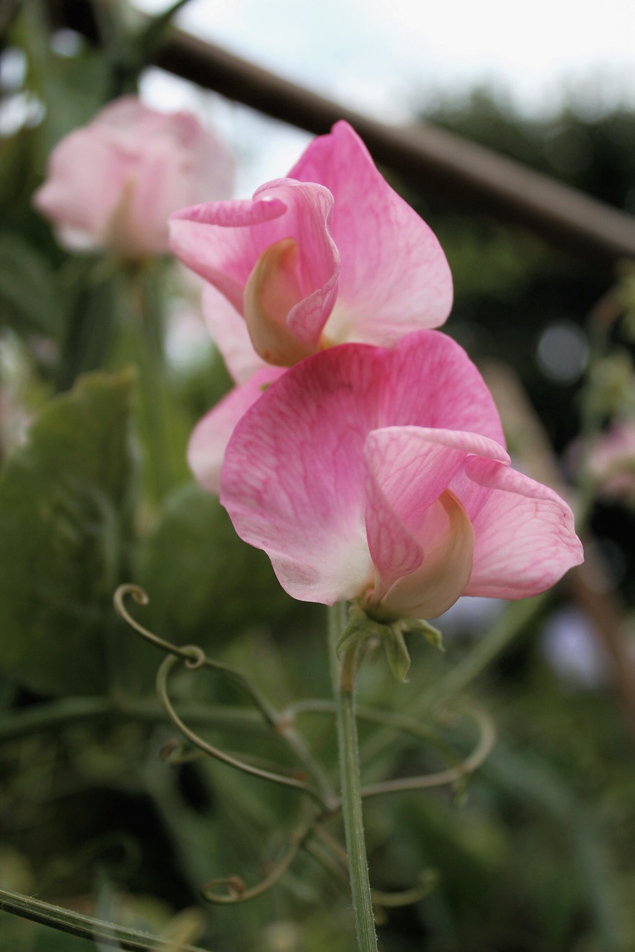 Sweet Pea Emily