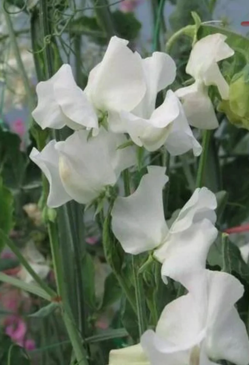 Sweet Pea Royal Wedding white flowers growing among green foliage, showing the soft, ruffled blooms and long stems, The Wild Potager Co.
