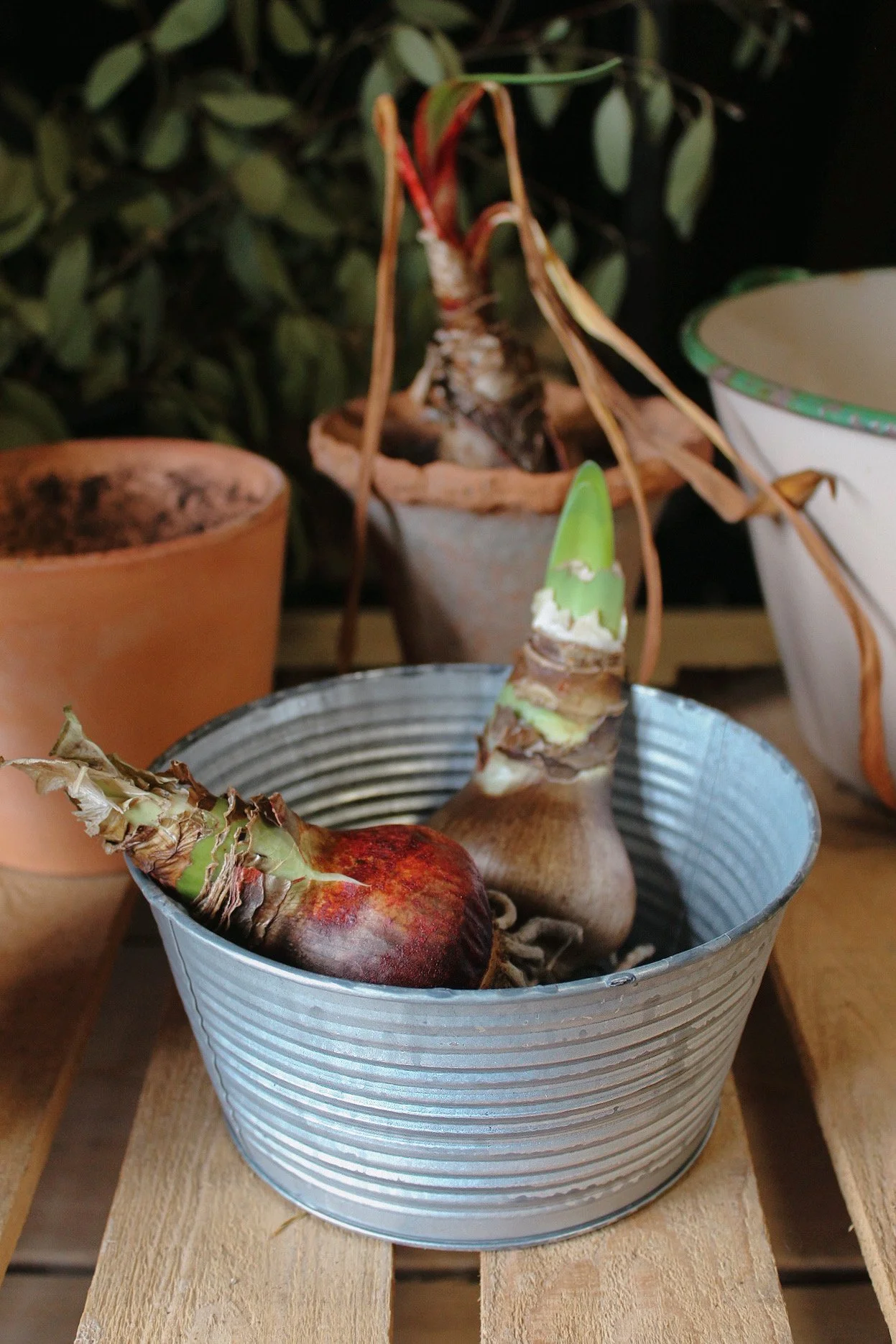 Zinc Bulb Bowl