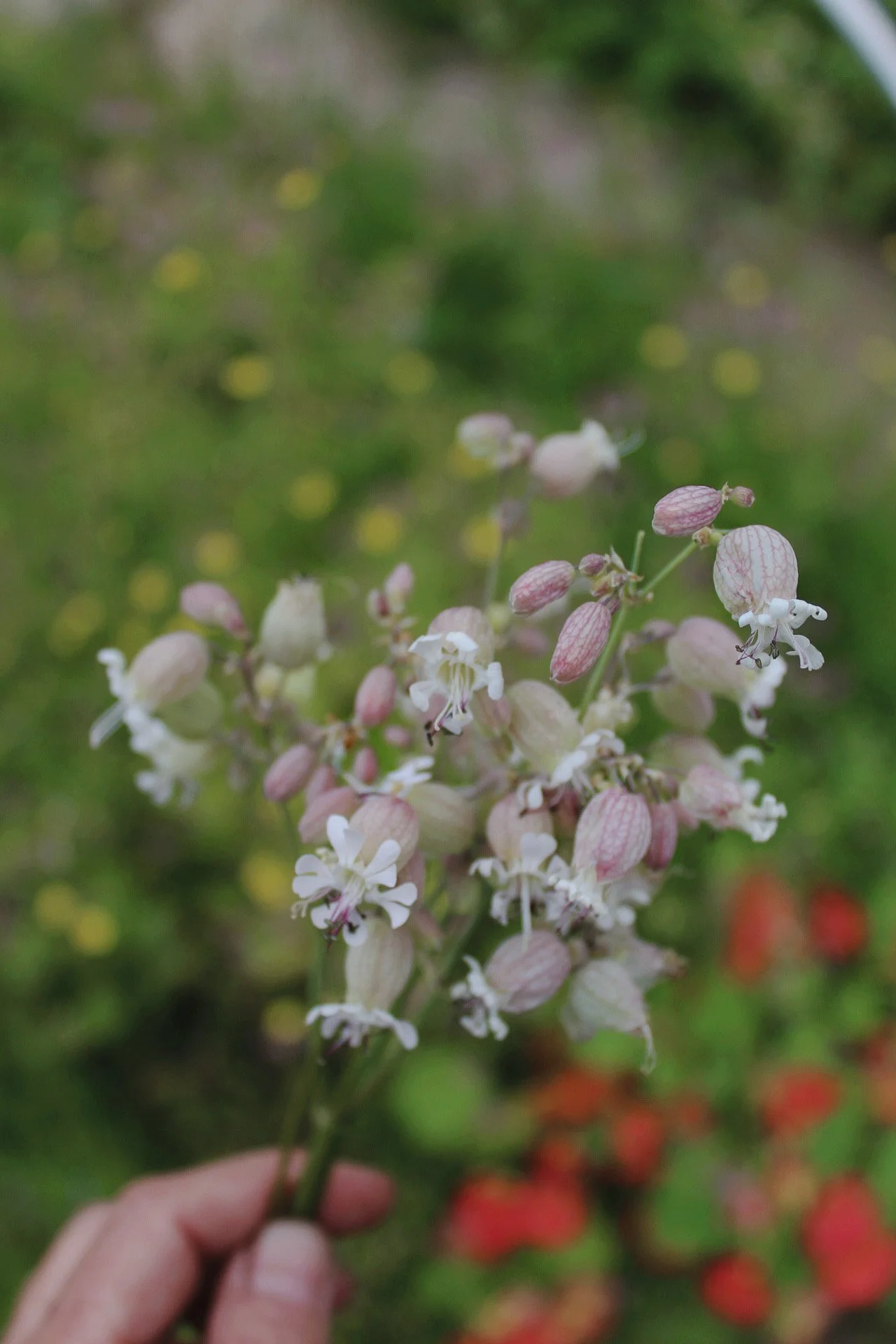 Cynoglossum growing in The Wild Potager
