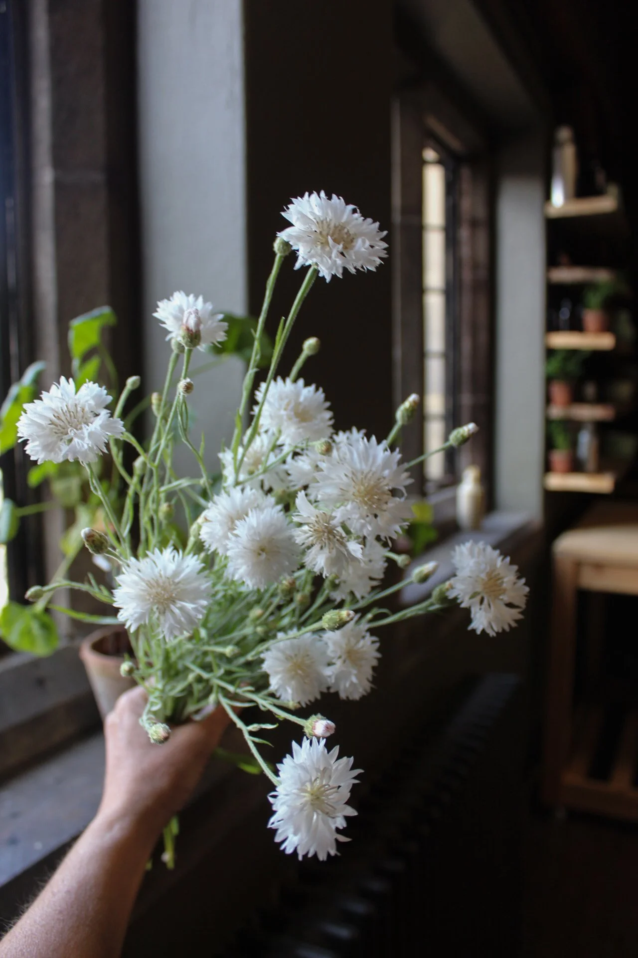 White Cornflower Snowman flowers arranged in a natural cut flower bouquet.