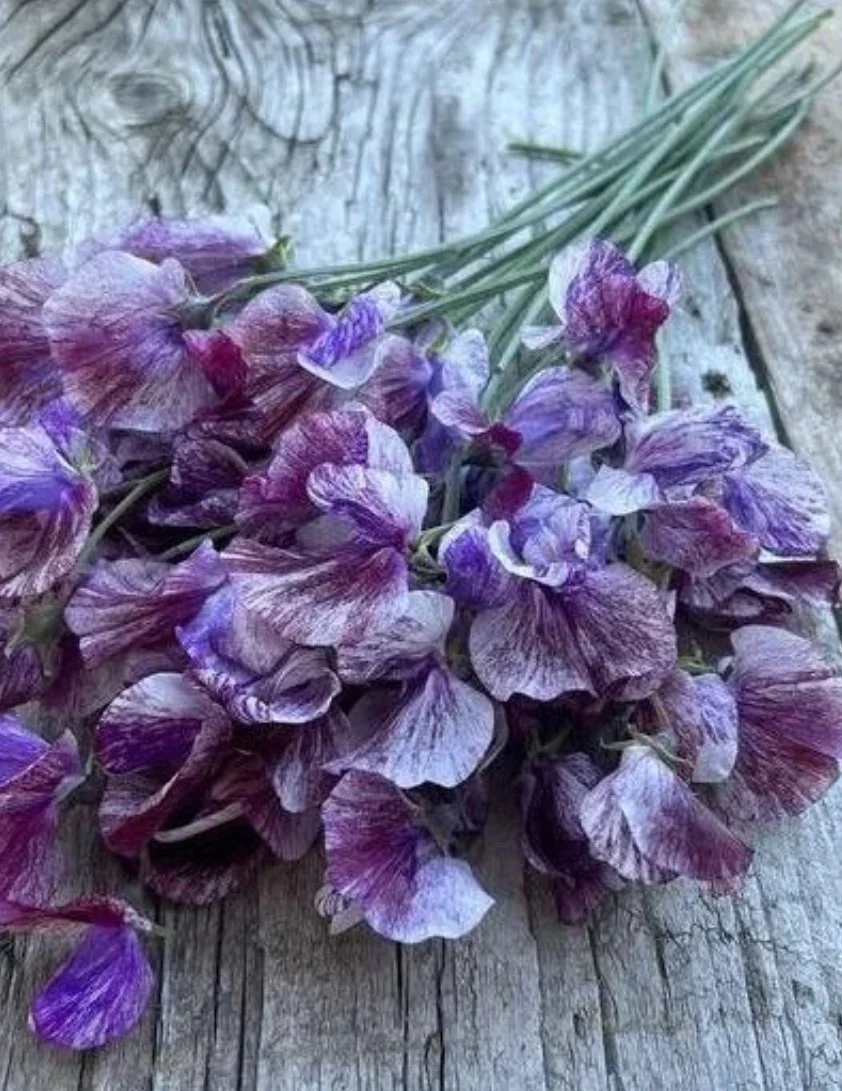 Sweet Pea Senator