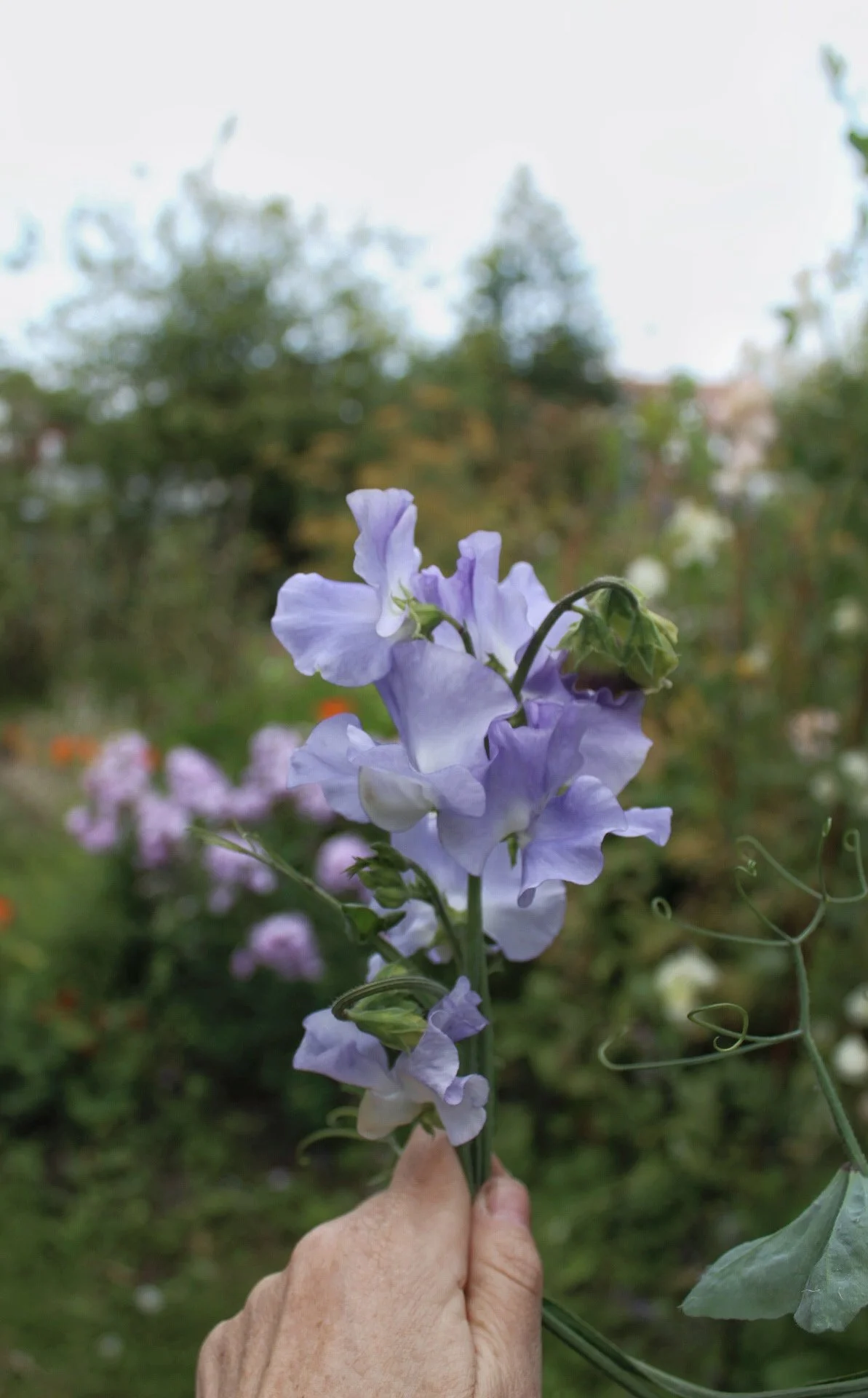 Sweet Pea Alison Louise