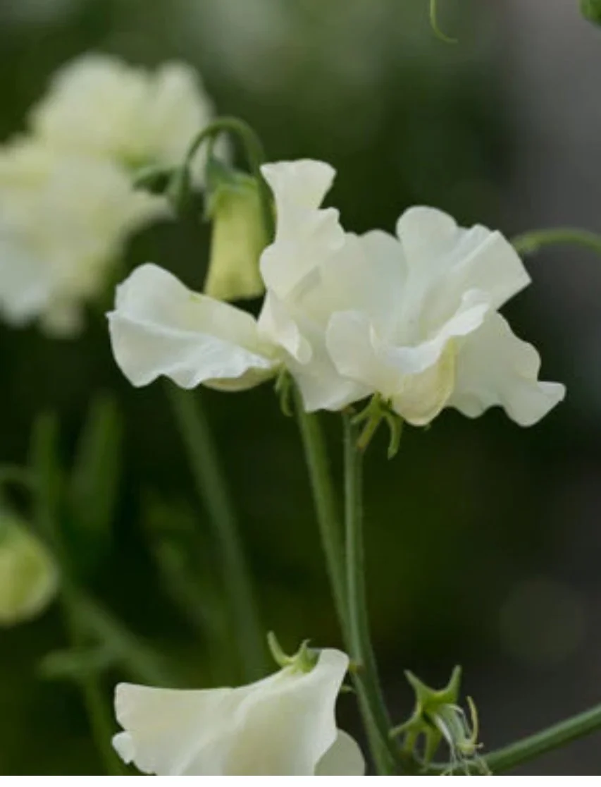Ivory and white Sweet Pea Jilly flowers arranged with long green stems and foliage against a pale background, The Wild Potager Co.