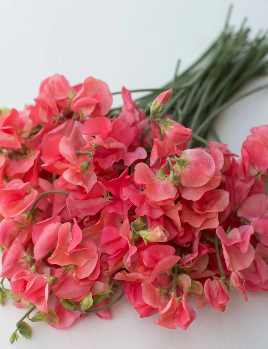 Sweet Pea Maloy with apricot-pink flowers and orange-pink wings