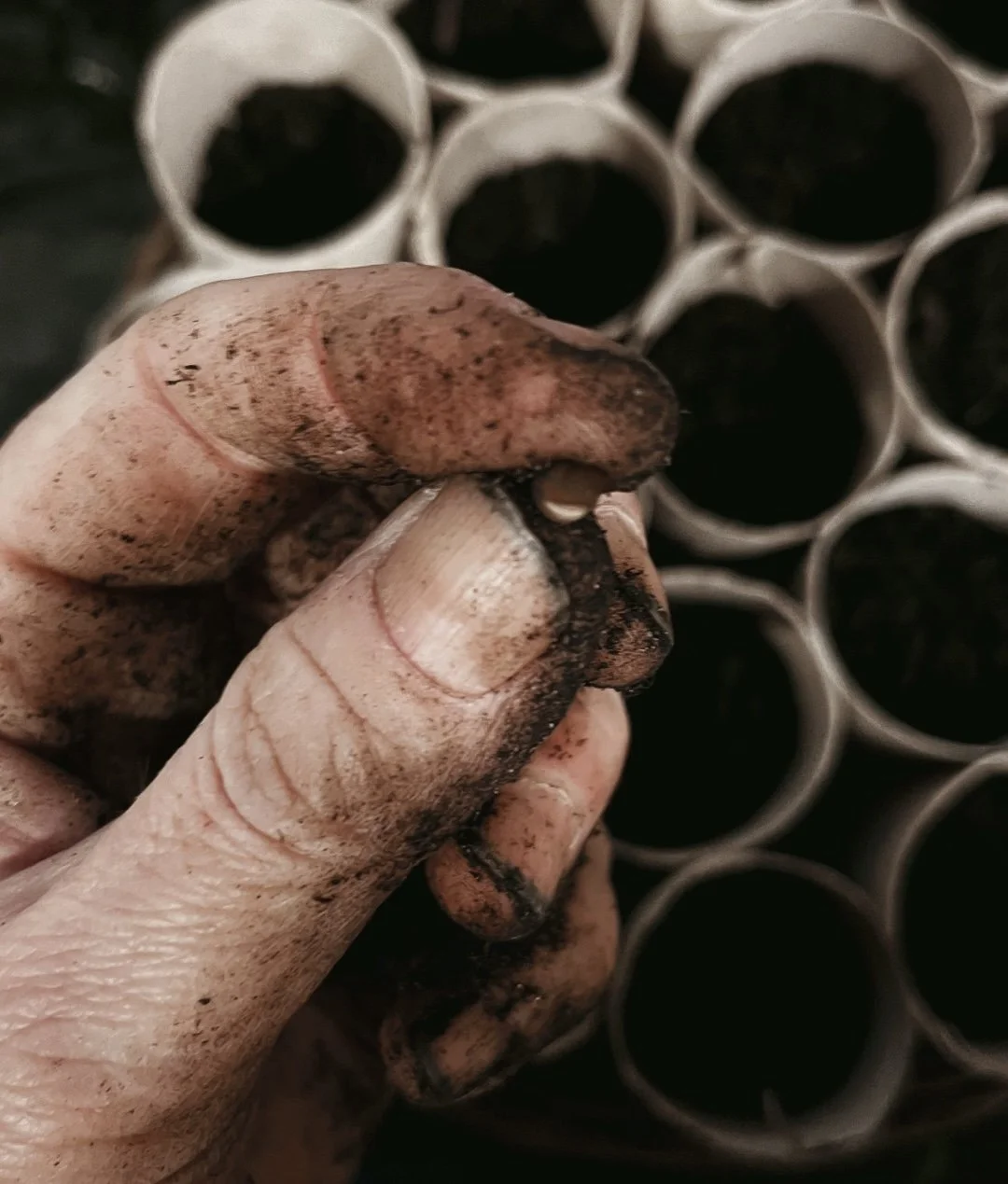 Hand sowing sweet pea seeds into paper pots filled with compost in the studio at The Wild Potager Co.