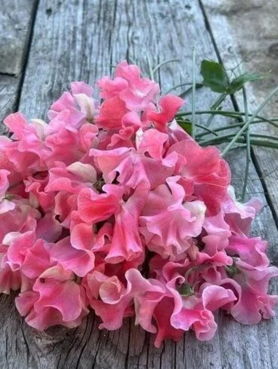 A dense cluster of Sweet Pea Lizbeth blooms in vivid pink and soft salmon tones, photographed against weathered grey wooden boards, with the ruffled petals filling the frame, The Wild Potager Co.