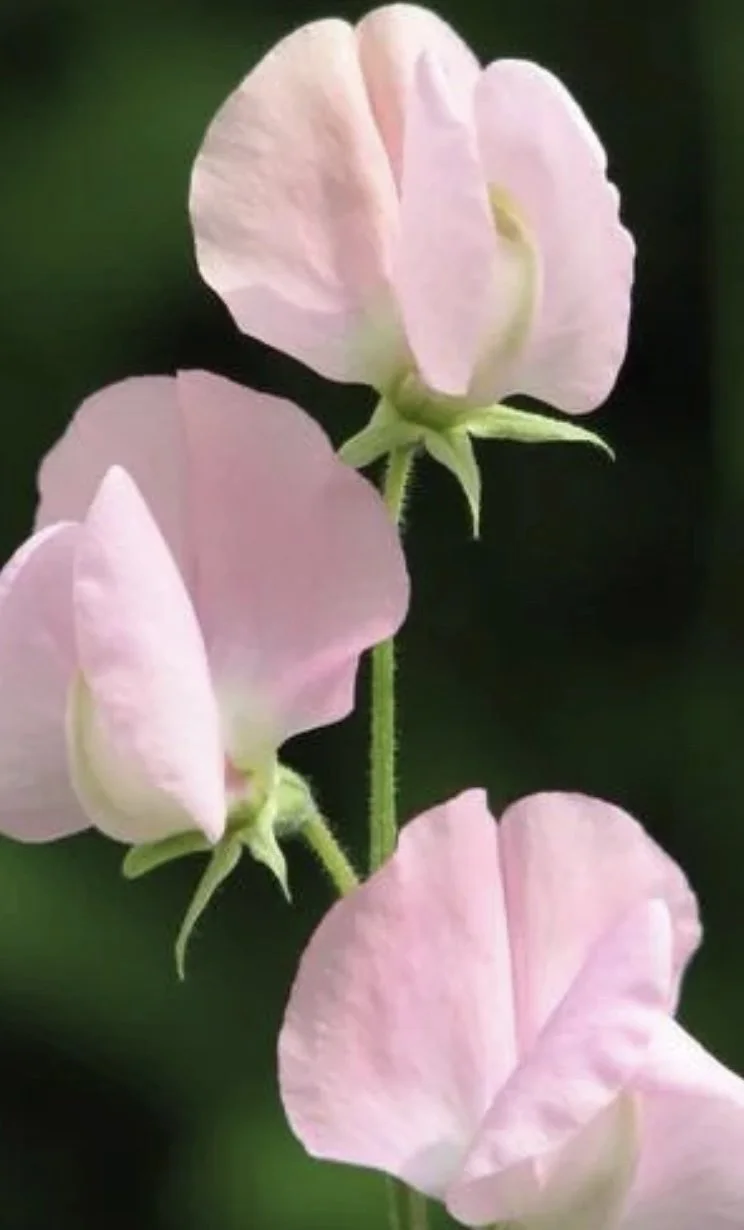 Close-up of soft pink Sweet Pea Prima Donna blooms showing the delicate ruffled petals and darker pink veining, The Wild Potager Co.