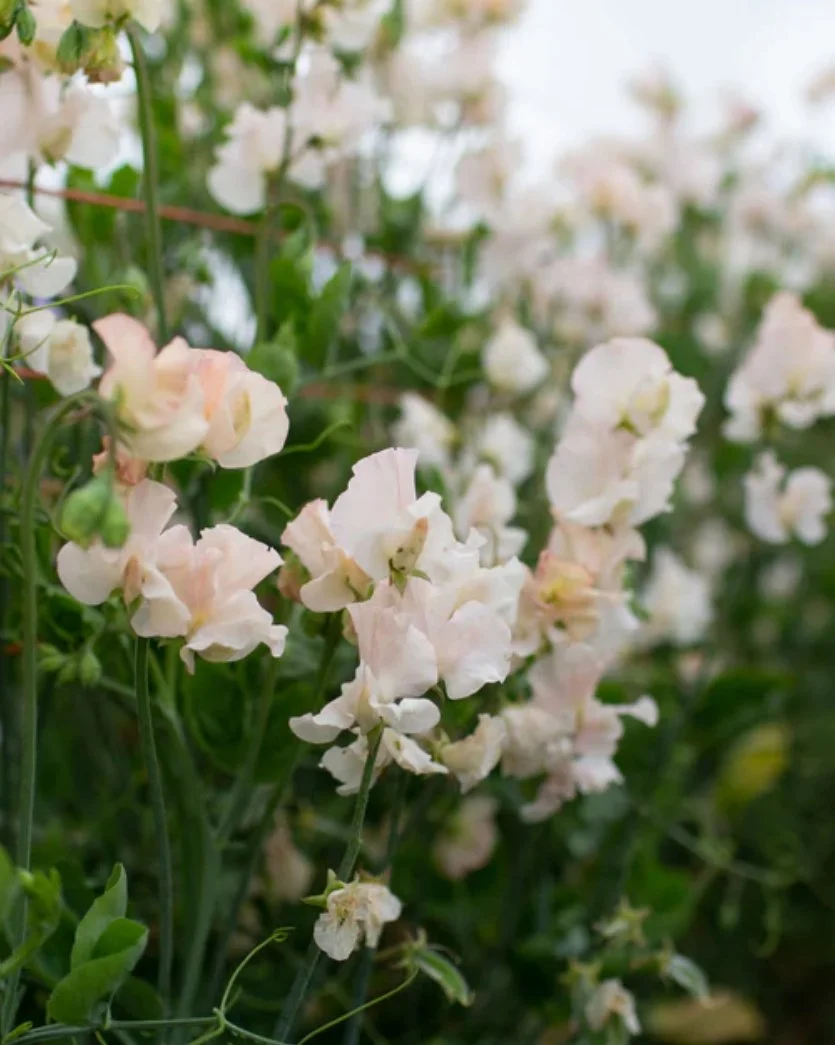 Cream Sweet Pea Piggy Sue flowers with delicate blush pink edging, showing the soft colouring and form of the blooms.