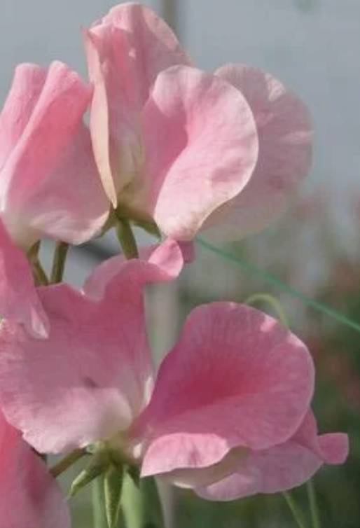 Sweet Pea Pink Nines