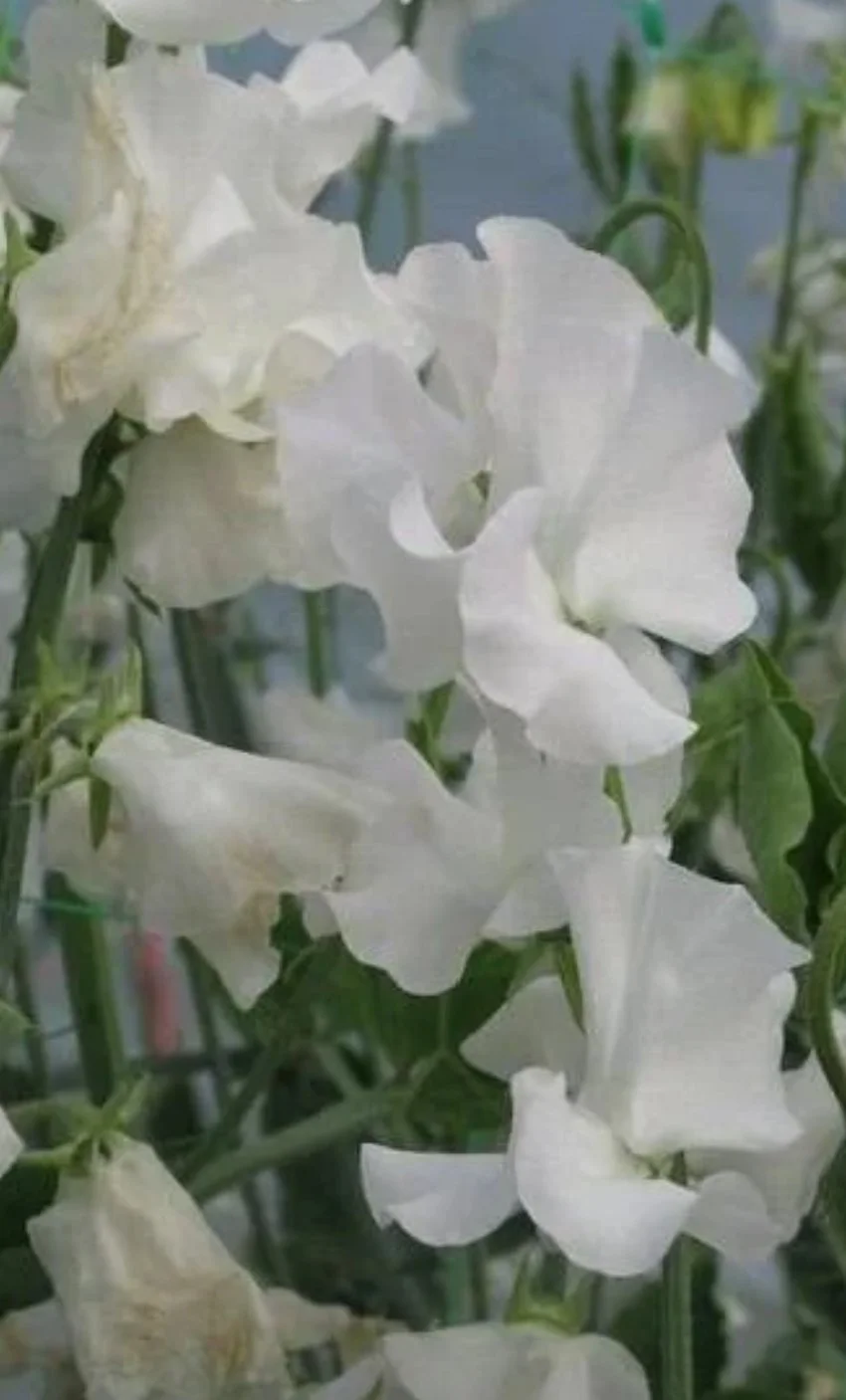 Sweet Pea Royal Wedding with clusters of delicate white flowers and subtle creamy colouring, photographed growing in the garden, The Wild Potager Co.