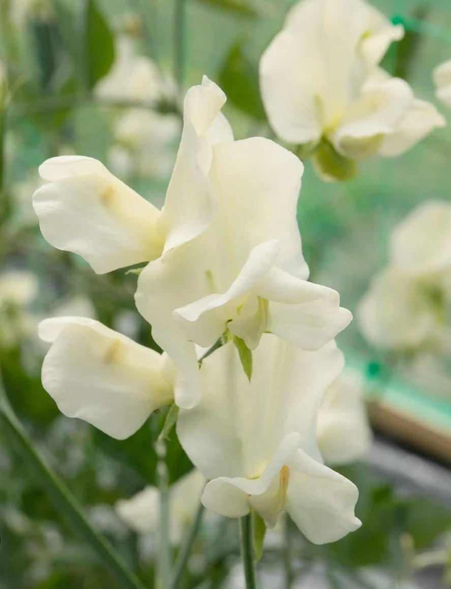 Sweet Pea Cathy