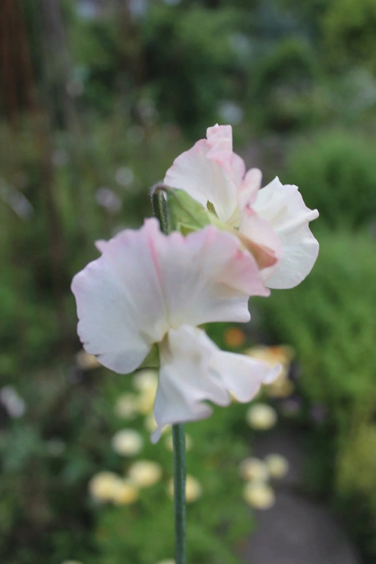 Sweet Pea Queen of Hearts with ruffled ivory white flowers edged in delicate pink, growing on a long stem in the garden, The Wild Potager Co.