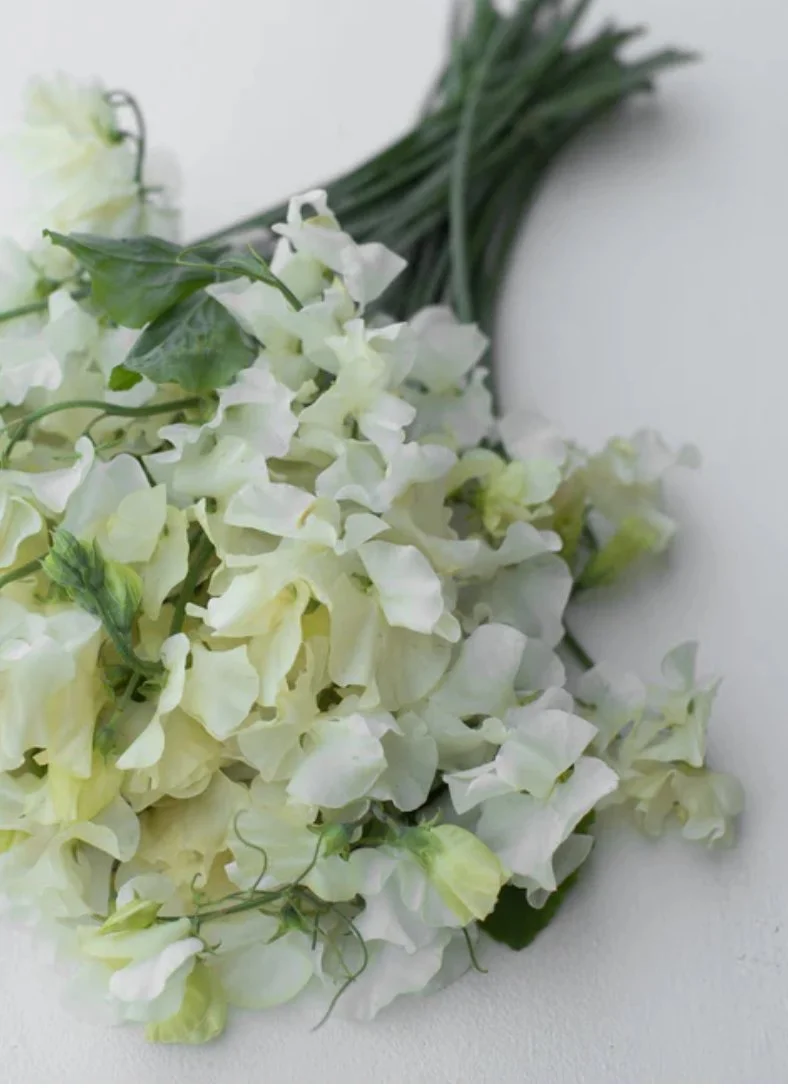 Ivory and white Sweet Pea Jilly flowers arranged with long green stems and foliage against a pale background, The Wild Potager Co.