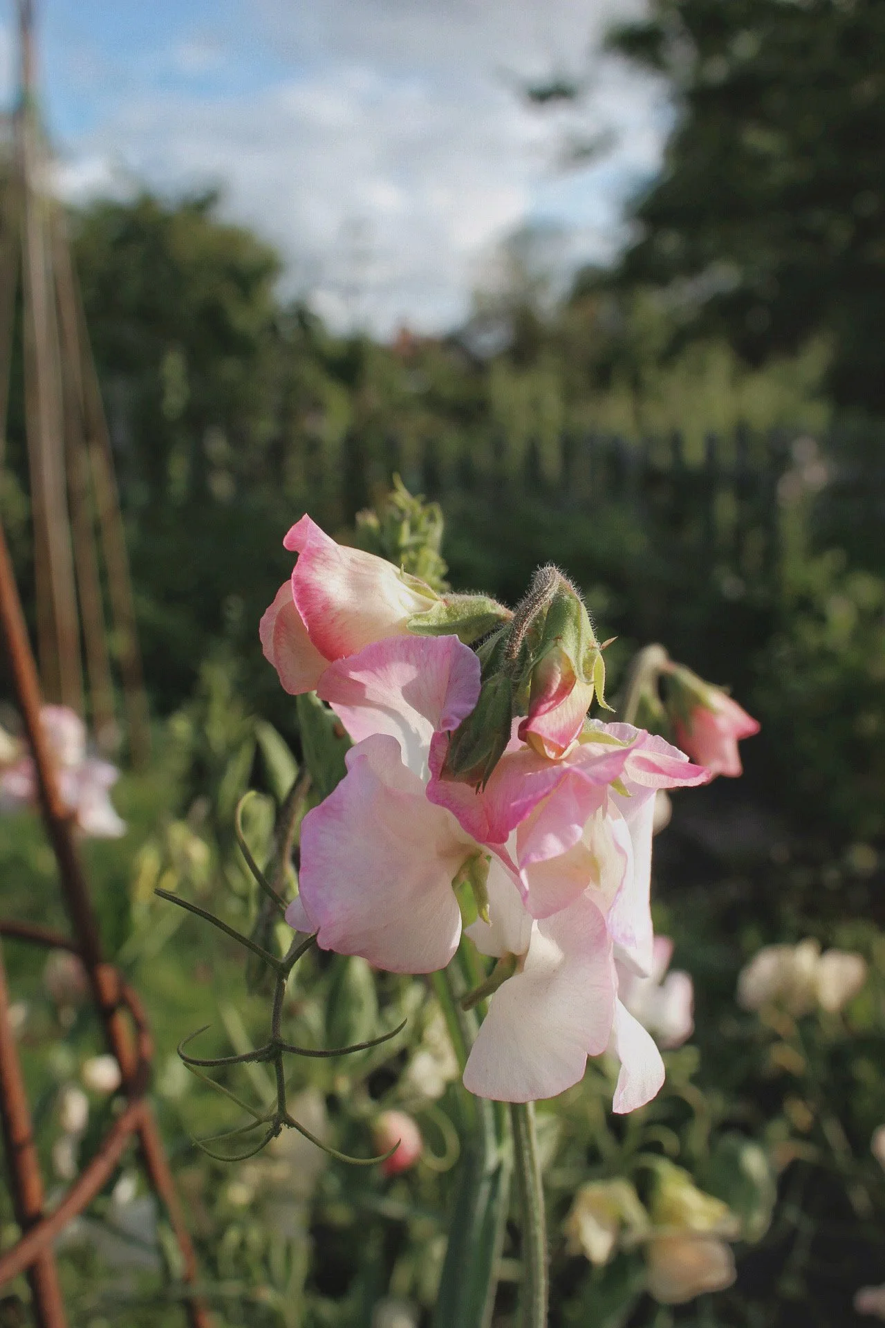 Sweet Pea Mollie Rilstone