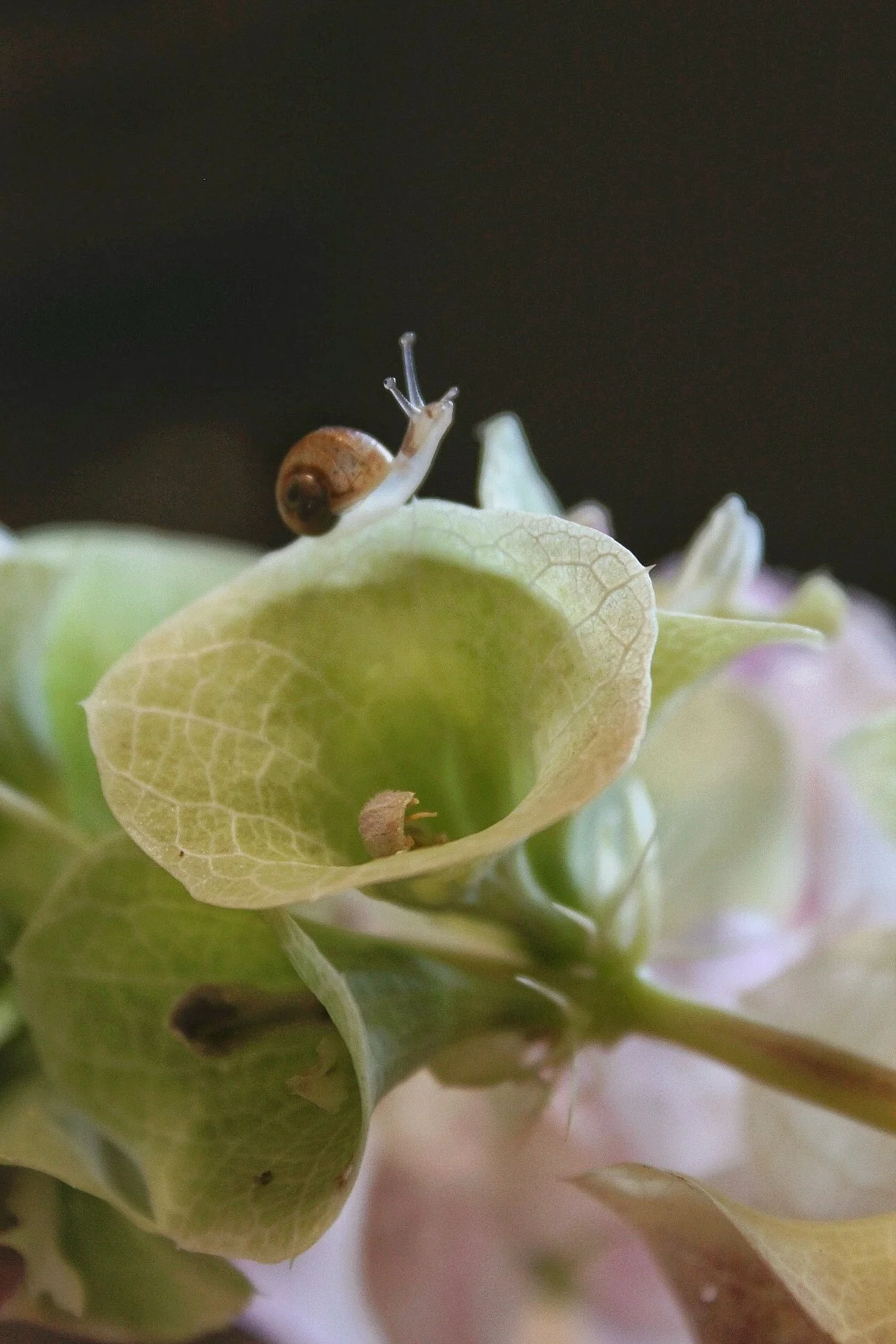 A tiny snail with a brown shell climbing on a light-colored hydrangea flower.