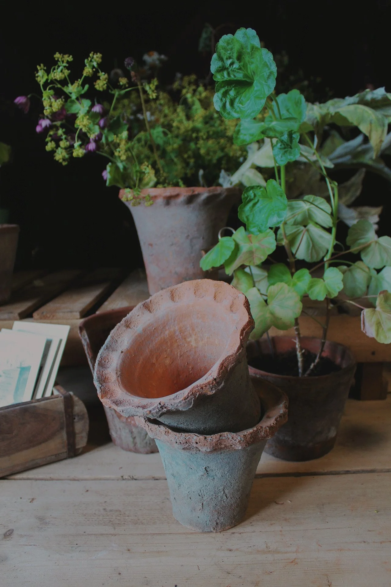 Small pie crust terracotta pots on a wooden bench with plants