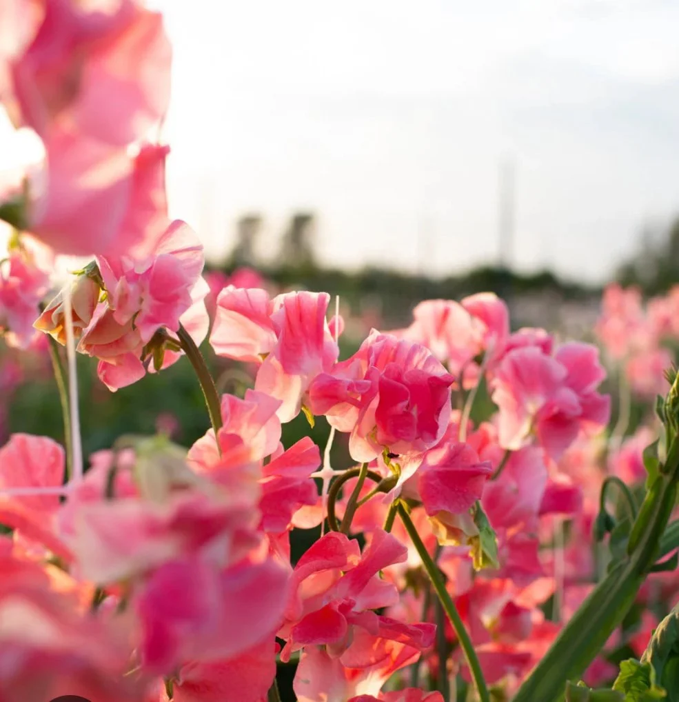 Sweet Pea Lizbeth flowering on long stems in the garden, with bright salmon and pink blooms set against green foliage and a softly blurred background, The Wild Potager Co.