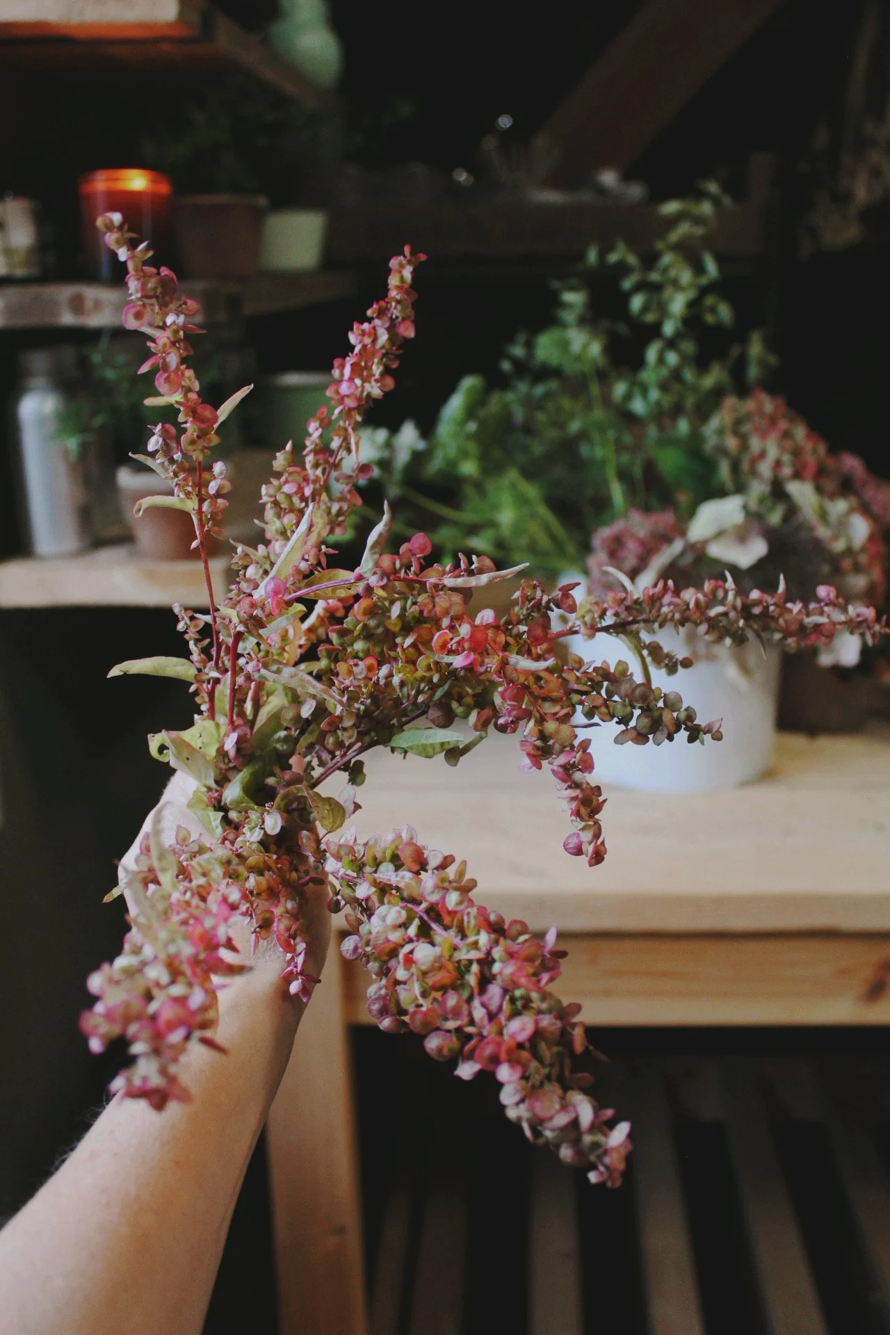 Orach Ruby Gold stems with pink seed heads