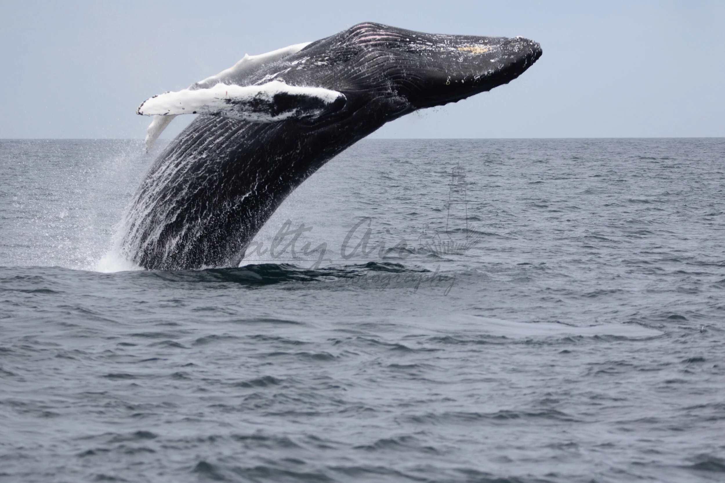 Other Wildlife