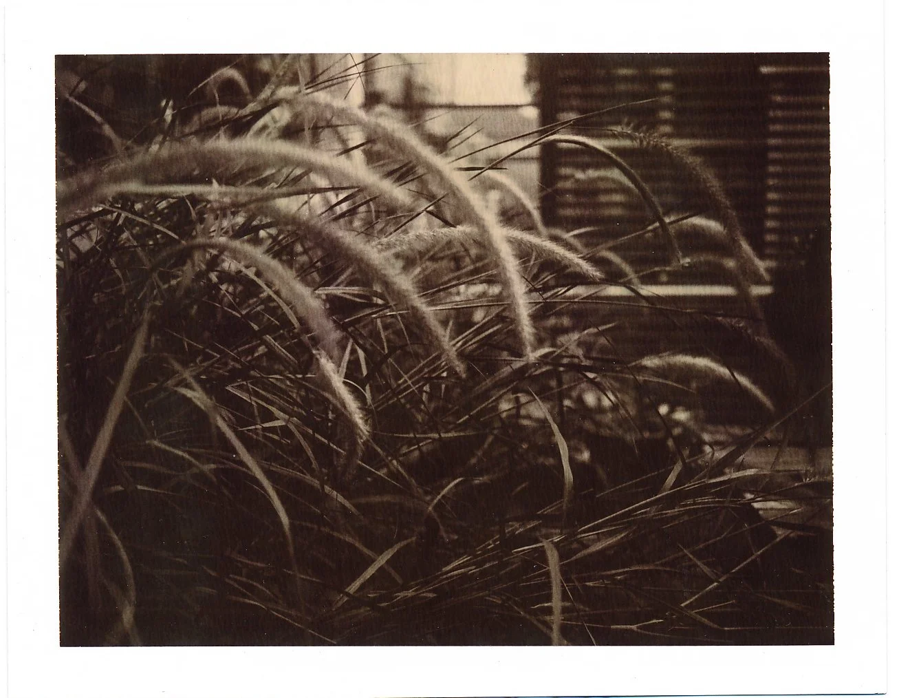 Polaroid-Chocolate_plants.jpg
