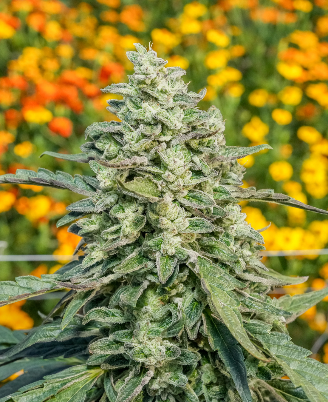 Close-up of a flowering cannabis plant covered in trichomes with a blurred background of orange and yellow flowers.