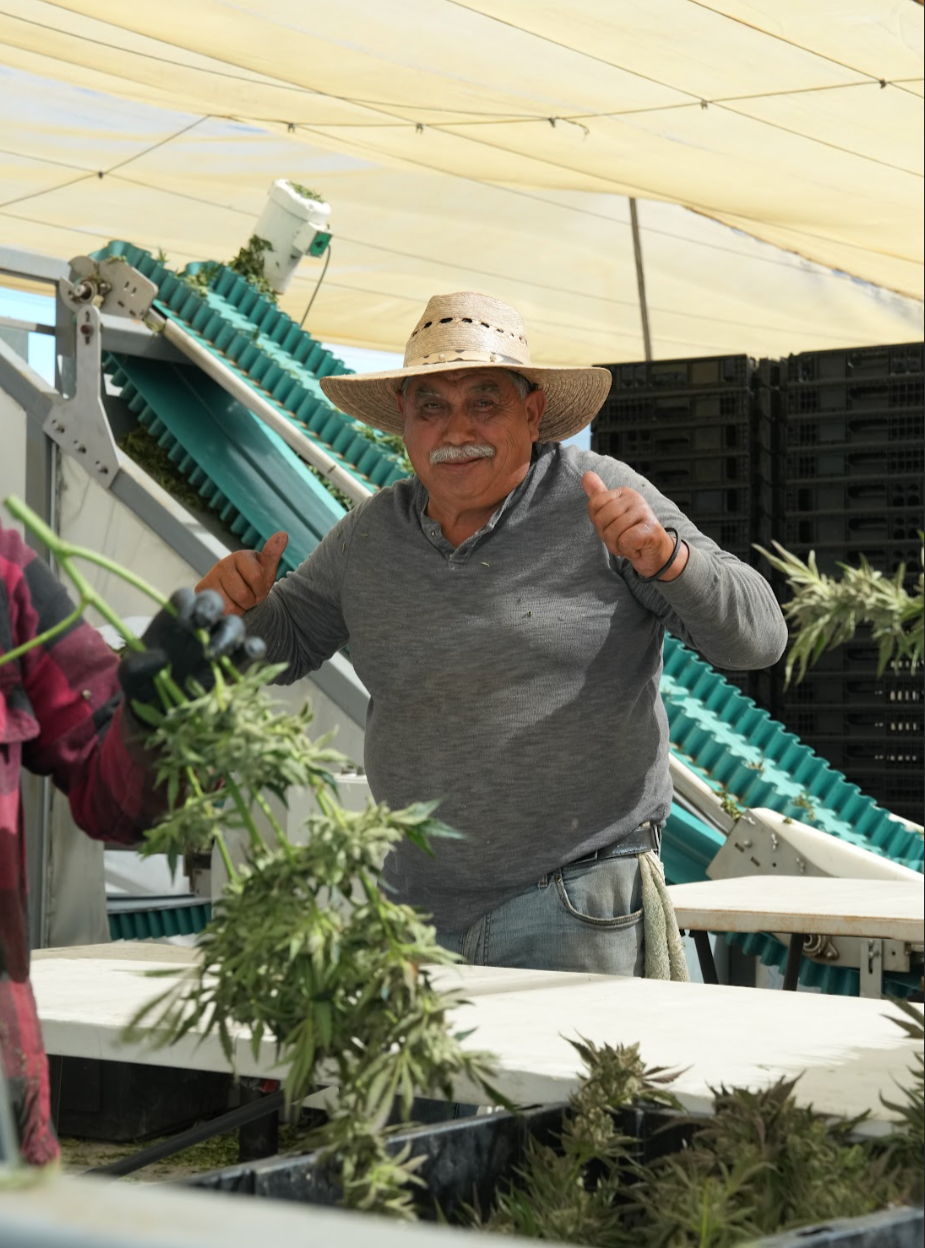 Cannabis farm photography featuring a California grower during harvest operations