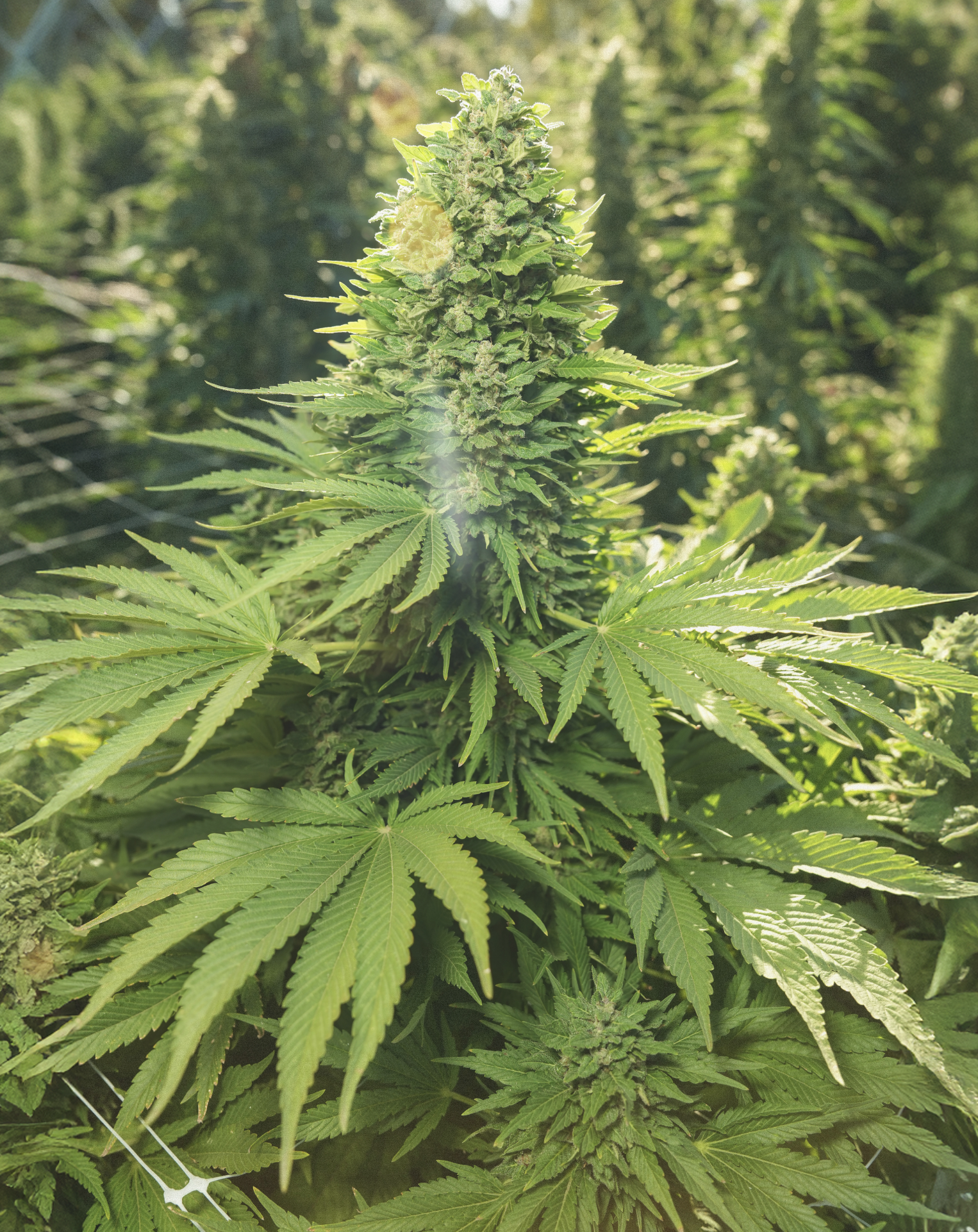 California cannabis cultivation photography showing full flowering plant in greenhouse