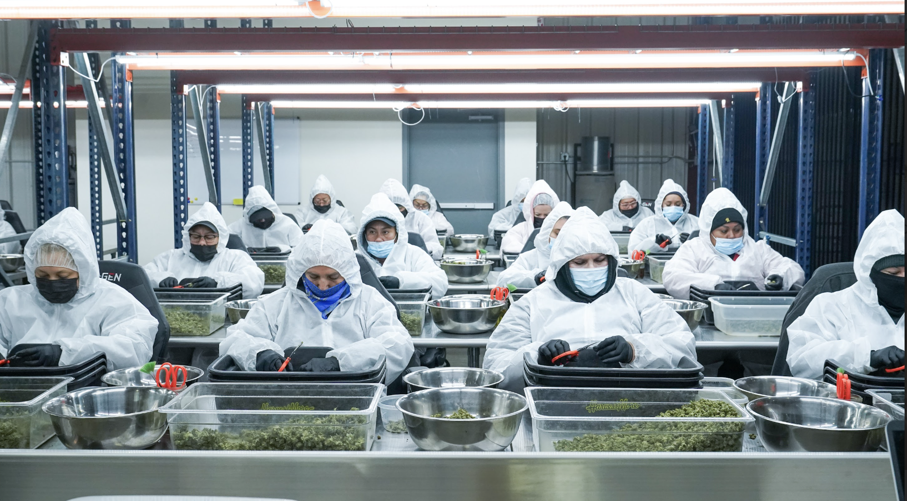 Cannabis harvest and processing photography for California growers and commercial cultivation teams