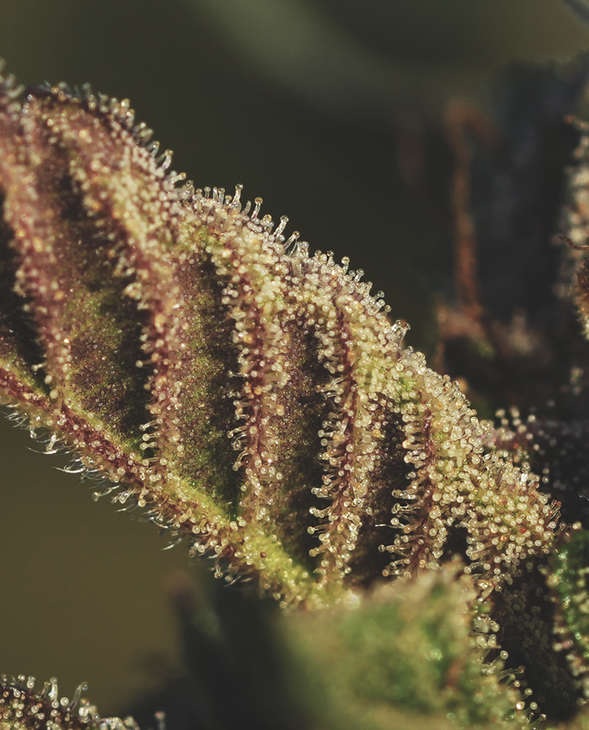 Macro botanical photography highlighting cannabis texture and detail for premium cultivation marketing.